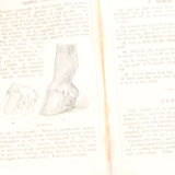 Old Horses & Stables Book (C.1894) & Everyday Farriery Book