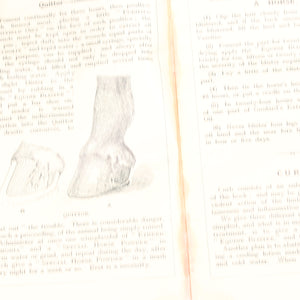 Old Horses & Stables Book (C.1894) & Everyday Farriery Book
