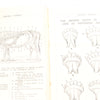 Old Horses & Stables Book (C.1894) & Everyday Farriery Book