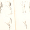 Old Horses & Stables Book (C.1894) & Everyday Farriery Book