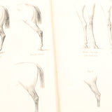 Old Horses & Stables Book (C.1894) & Everyday Farriery Book