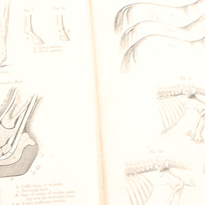 Old Horses & Stables Book (C.1894) & Everyday Farriery Book