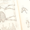 Old Horses & Stables Book (C.1894) & Everyday Farriery Book