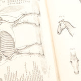 Old Horses & Stables Book (C.1894) & Everyday Farriery Book