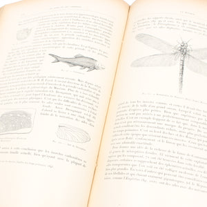 Les Entrailles de la Terre Book (French, Mining / Wildlife) - OldTools.co.uk